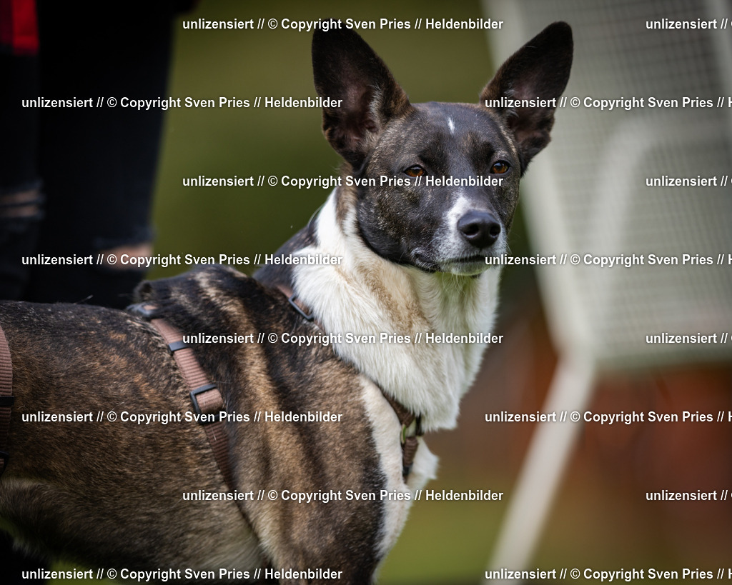 Sven Pries | 2025-04-13 - Hunderennen Baden-Baden - Realisiert mit Pictrs.com