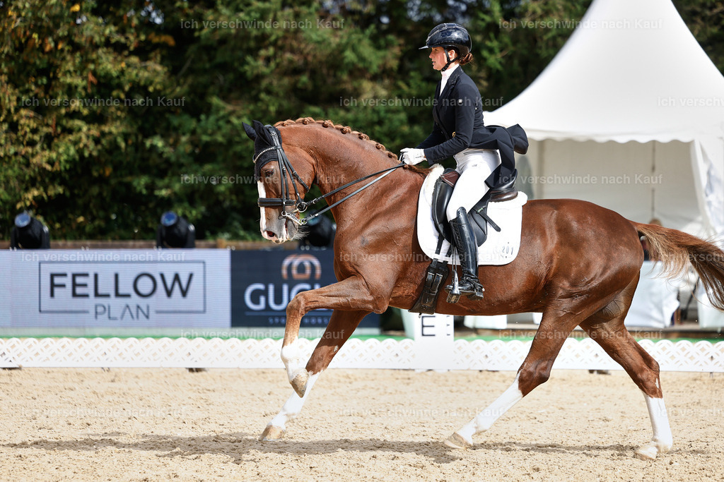 07-201-DRESSUR  S___  -StoibPH-5081 | working equitationturnier fotograf videograf stoibphotography marixx film working equitation deutschland reitsport turnierfotografie eventfotografie equestrian events