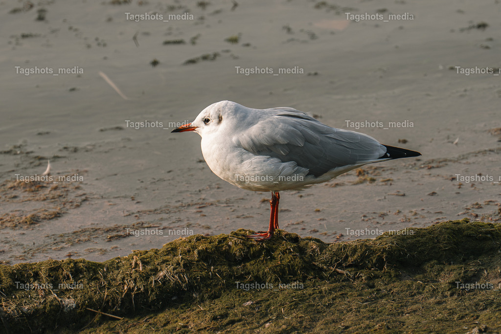 A7303807 | tagshotsmedia - Realisiert mit Pictrs.com