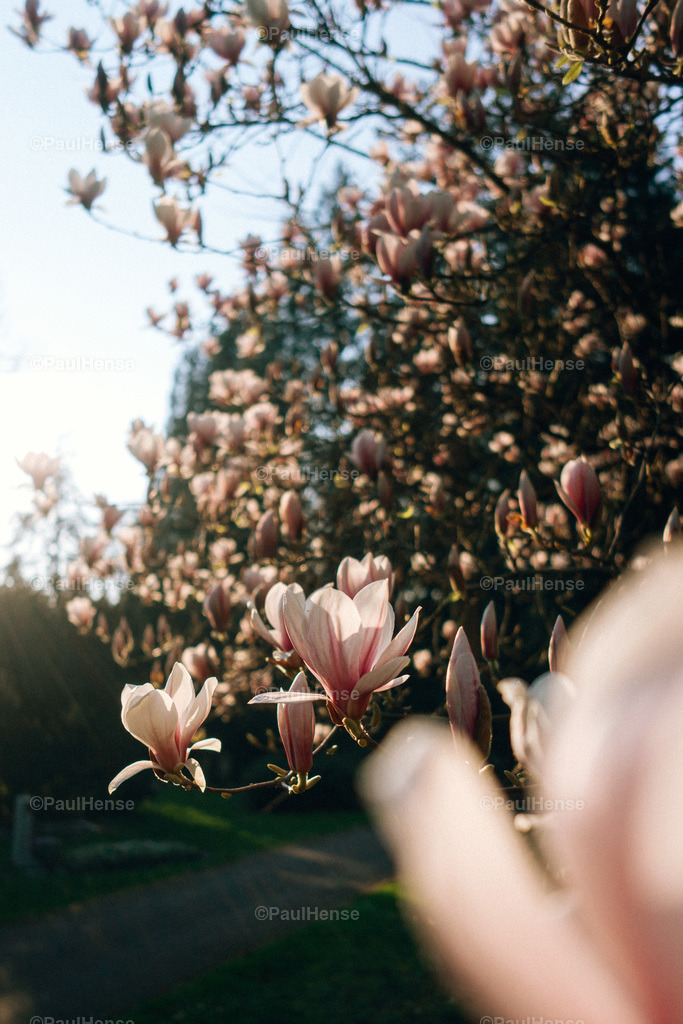 20220324_PaulHense_S0027_DSC03502 | paulhense - Realisiert mit Pictrs.com