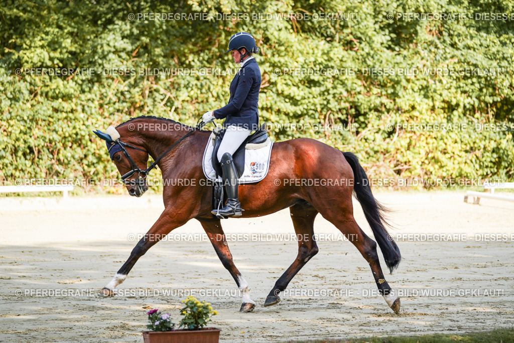 DSC07551 | Pferdegrafie