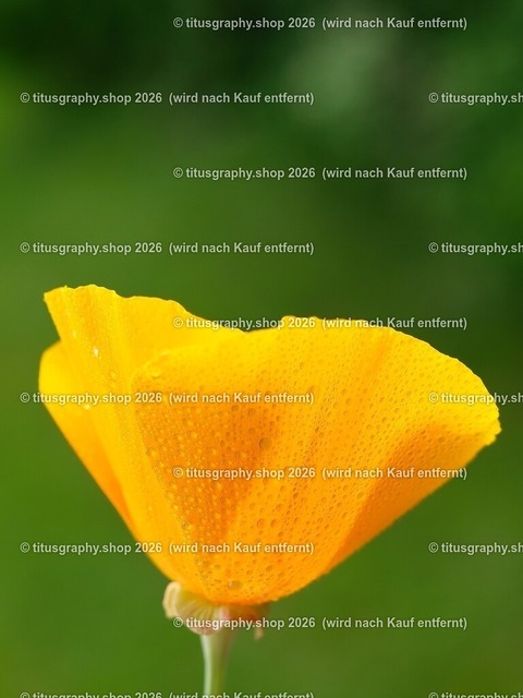 titusgraphy_P6201345-vz-ln | titusgraphy-shop: Geschenkideen mit Qualitätsfotos. titusgraphy-shop: gift ideas with quality photos. titusgraphy-shop: idées cadeaux avec photos de qualité.  - Realisiert mit Pictrs.com