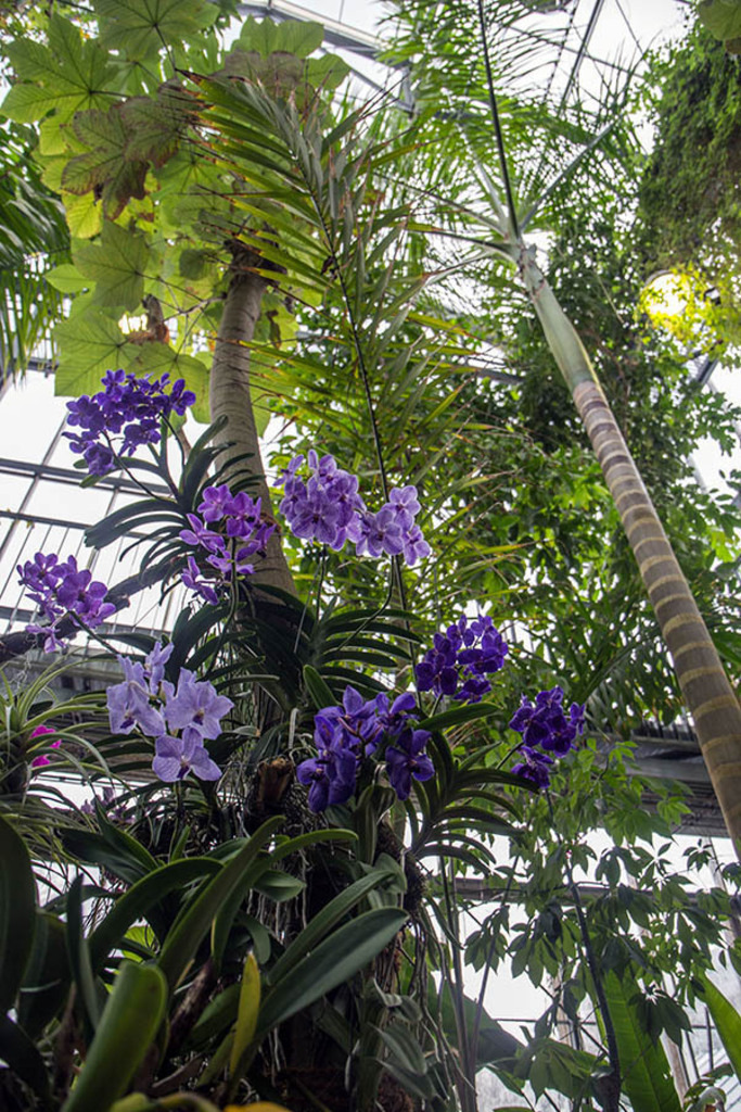 Orchideenschau im Botanischen Garten der Universität Leipzig | Entdecke über 20 Kategorien Leipzig-Motive: Foto-Downloads, hochwertige Poster, Leinwand- & Fine-Art-Prints. Jetzt Lieblingsfoto im Bildlexikon Leipzig Shop bestellen!