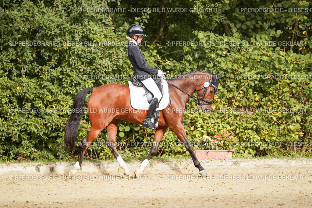 DSC09704 | Pferdegrafie