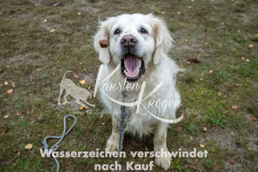 1159_ZZ90241-2-Bearbeitet | kk-dogfotos
