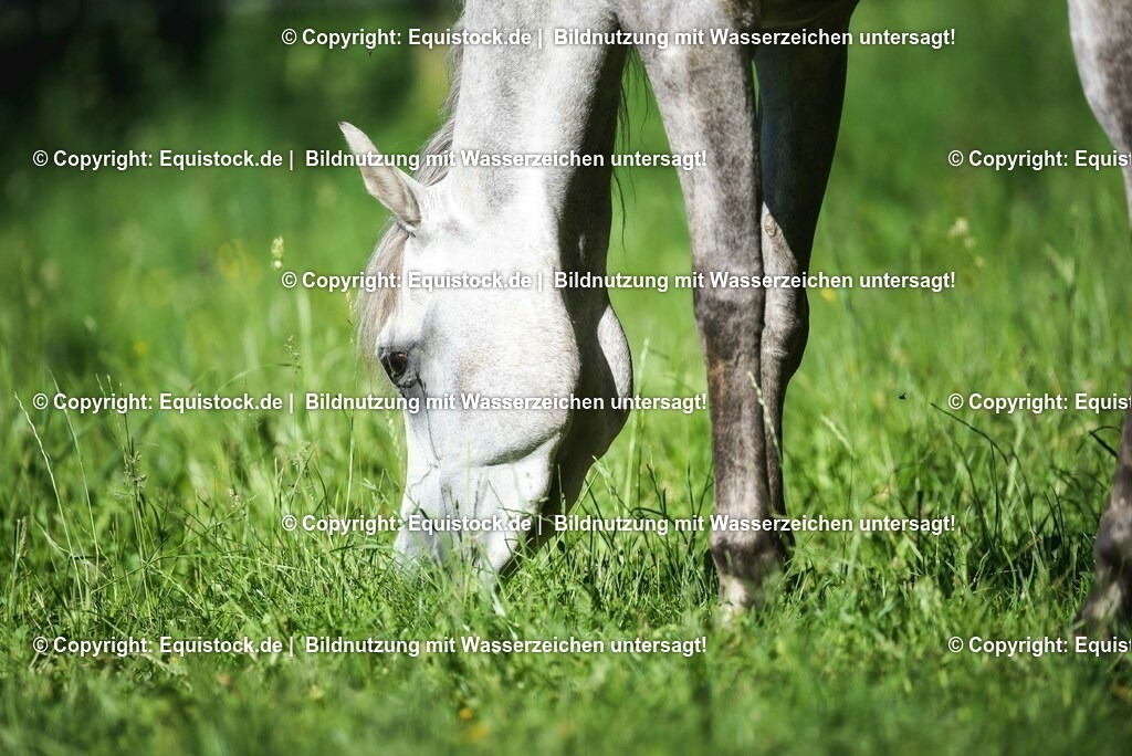 20210617_Araber_Marbach_Koppel_0016 | Foto: Thomas Hartig