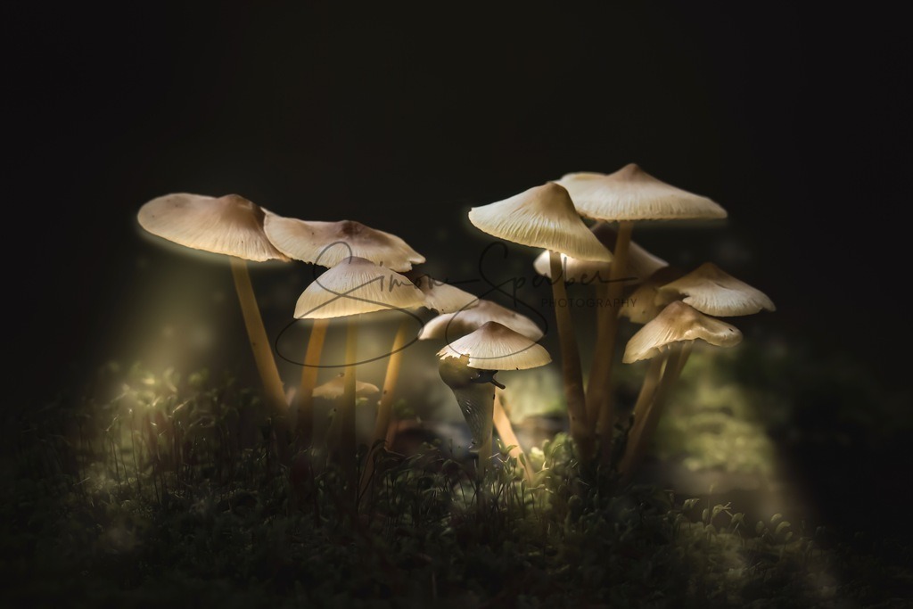 Laternenzauber | Simone Sperber, svb-photography,Fotografin,Bilddesignerin,Naturfotografie,Macrofotografie,Tierfotografie,Wildtierfotografie,Ausstellungen,Auftragsfotografie,Kunst,Art,Photographer,Shootings,Bildberatbeitung,Galerie,Shop