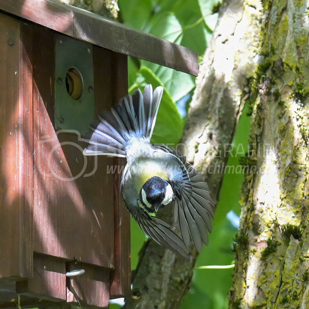 20240512_1006_AEM_nefti_3983-Bearbeitet | 12.05.2024 / , Neftenbach

Bild: Sportfotografie Markus Aeschimann | www.markus-aeschimann.ch - Realisiert mit Pictrs.com