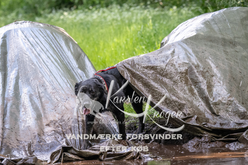 1312_ZZ90500 | kk-dogfotos