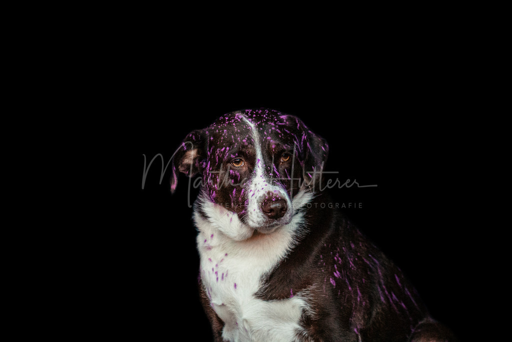 Schwarzer Hintergrund  | Schwarzer Hintergrund mit Hund und Pferd 