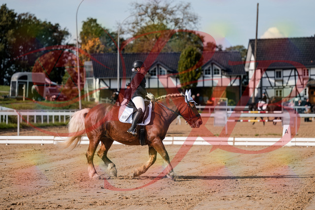 2026_10_03_Siefer-Hof_114206_Z63_23434599 | Professionelle Reitsport-, Turnier- und Eventfotografie von Robert Broda. Galerien mit ausgewählten und bearbeiteten Bildern direkt online ansehen und bestellen.