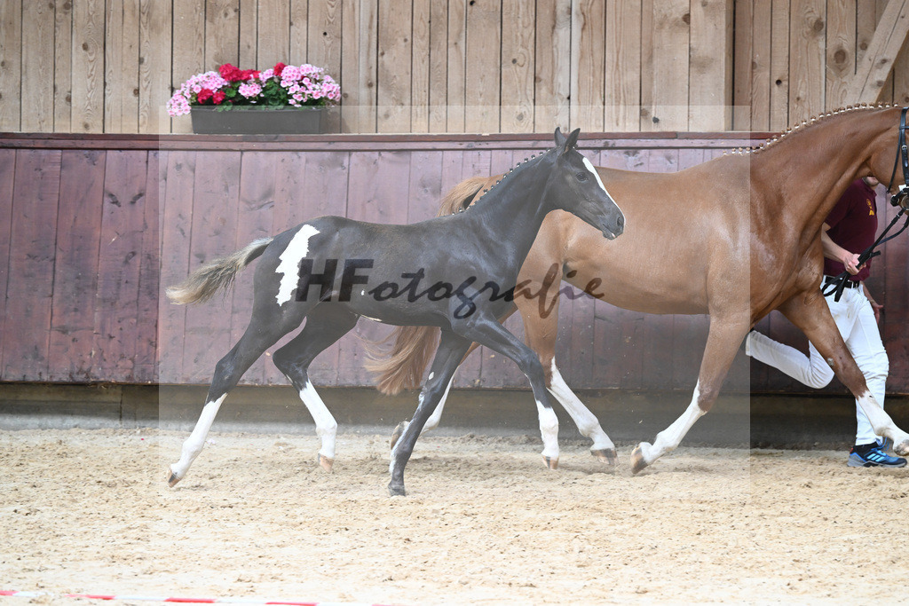 Kat-Nr. 10 HF Jameson RS2_Gestuet Greim_26230183 | hf-fotografie - Realisiert mit Pictrs.com