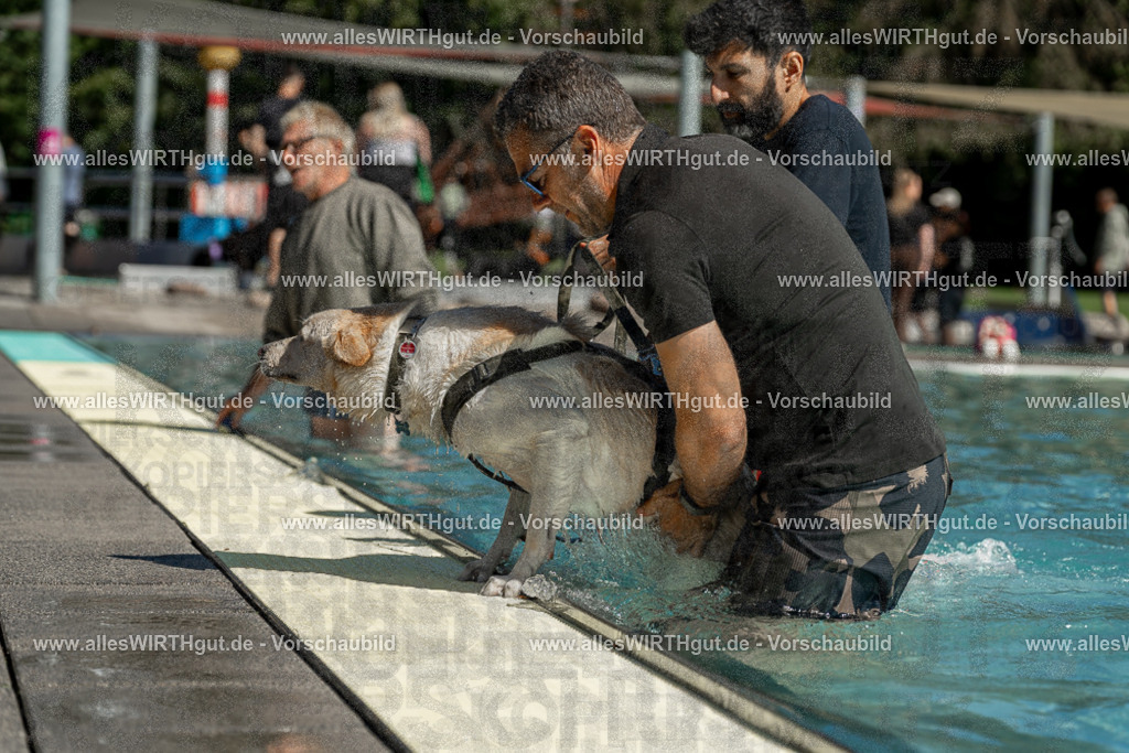Hundeschwimmen_Volksbad_2026-allesWIRTHgut_Tierfotografie-2609061254-120407-7R500278 | Professionelle Tierfotografie in Mönchengladbach von Daniel Wirth (allesWIRTHgut). Liebevolle & natürliche Bilder von Hunden & Katzen für unvergessliche Erinnerungen.