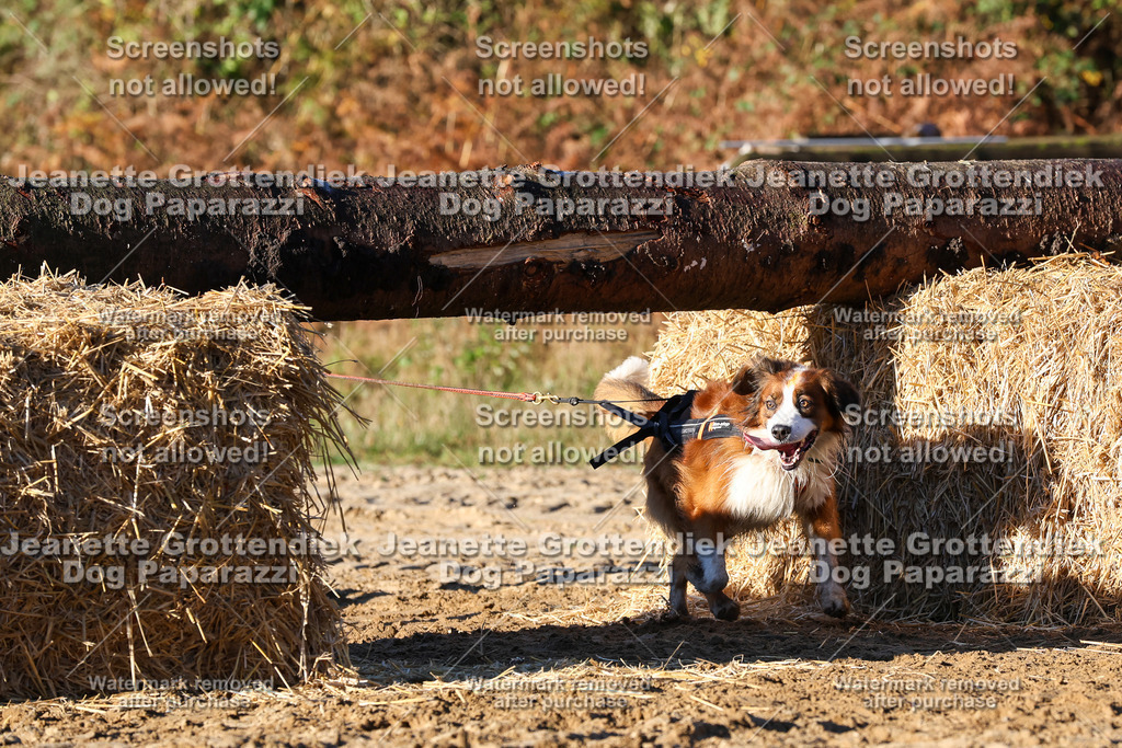 Dog Paparazzi - Strongdog 10-25-1179 | Dog Paparazzi Jeanette Grottendiek Fotografie & Videografie - Realisiert mit Pictrs.com
