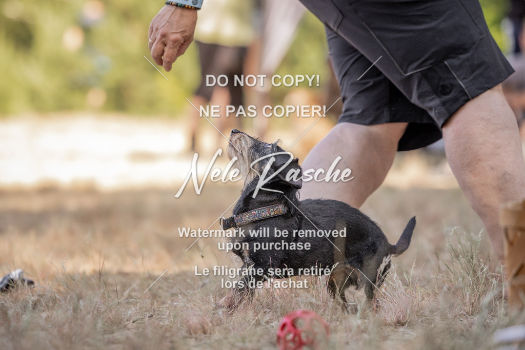 nelerasche_soDD2_08 | nelerasche