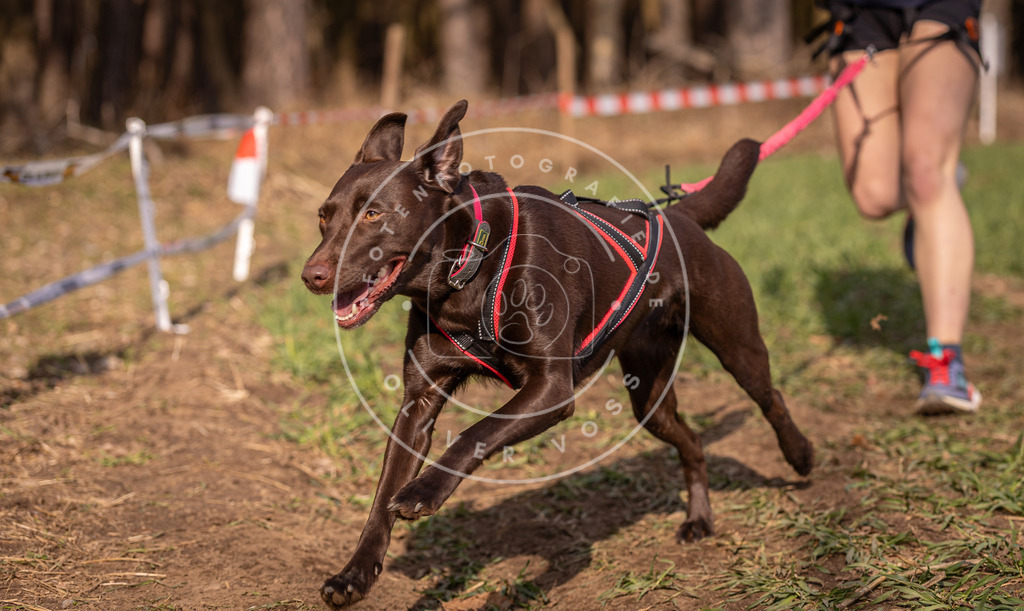 DV3A6469 | Hundefotografie, Tierfotograf, Pfotenfotografie, Fotoshooting Hund, Hunde Portrait, Hundesport, Hundeportraits, Heideshooting, Hunde, Sportfotograf, Hundefotograf, Turnierhundsport, THS,  - Realisiert mit Pictrs.com