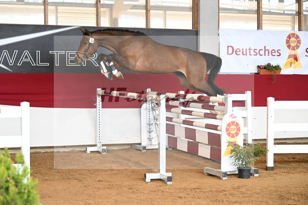 Kat-Nr. 52 Kassidy H v. Kassander vant Roosakker_Stuber_7251098 | hf-fotografie - Realizzato con Pictrs.com