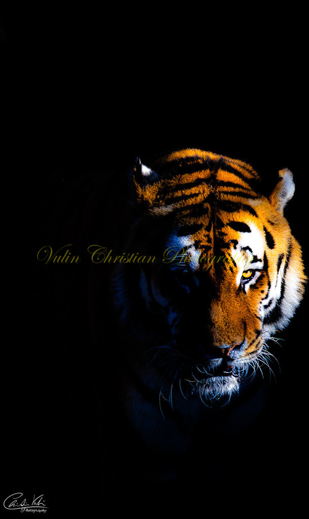 TPH 13 | Christian Vulin  - Realisiert mit Pictrs.com