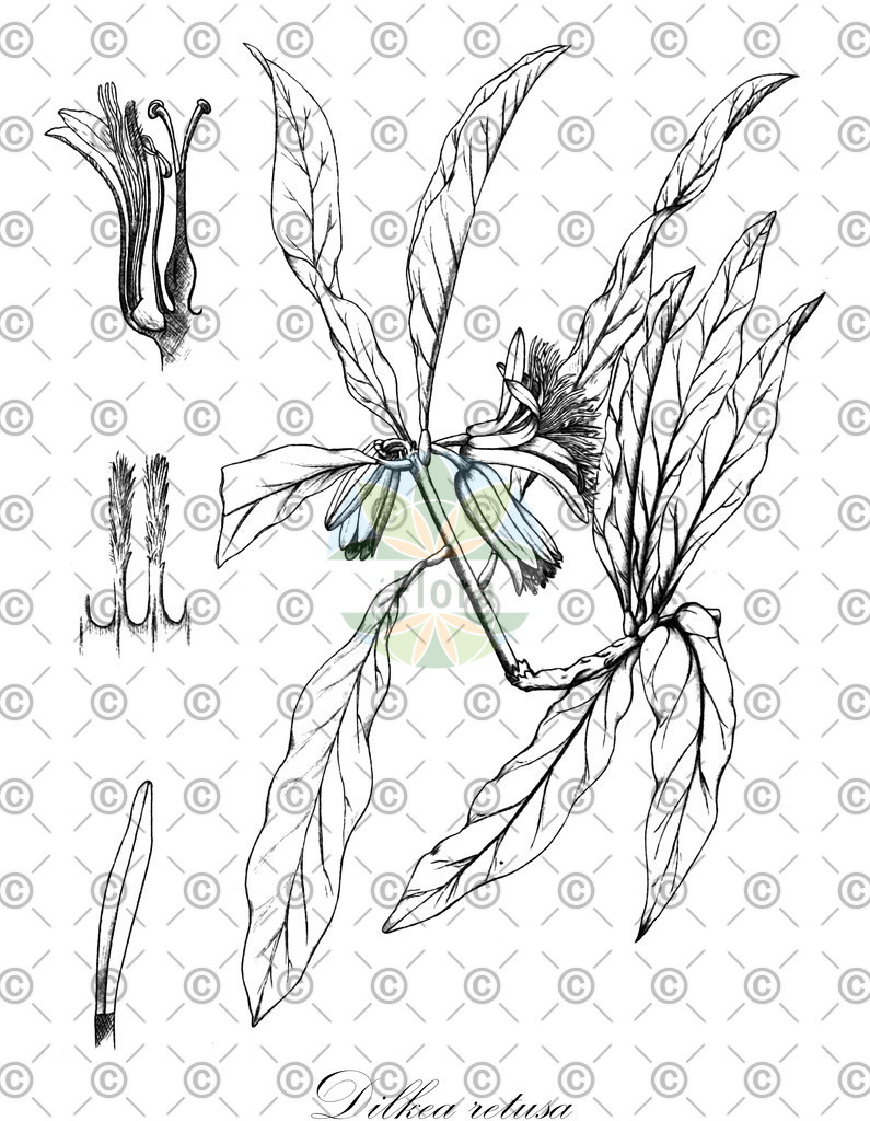 HistAbb_wfo-0000647564_2_ENZY_Simple | Historische Abbildung von Dilkea retusa - Passifloraceae | Historical Illustration of Dilkea retusa - Passifloraceae