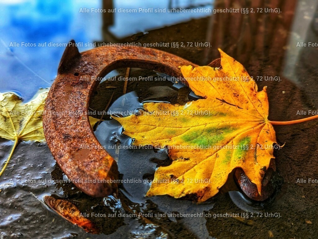 PXL_20231031_121955469_exported_1698756281006-01_2 | krollfotografie - Realisiert mit Pictrs.com