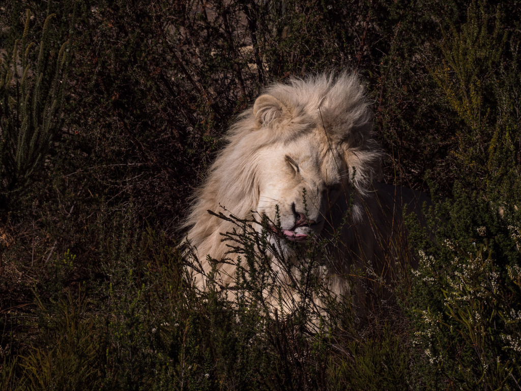 PANA3081-LR | Natur im Moment - Realisiert mit Pictrs.com