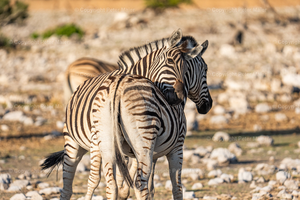 Etosha_Nationalpark_Namibia-89 | piet_flosse