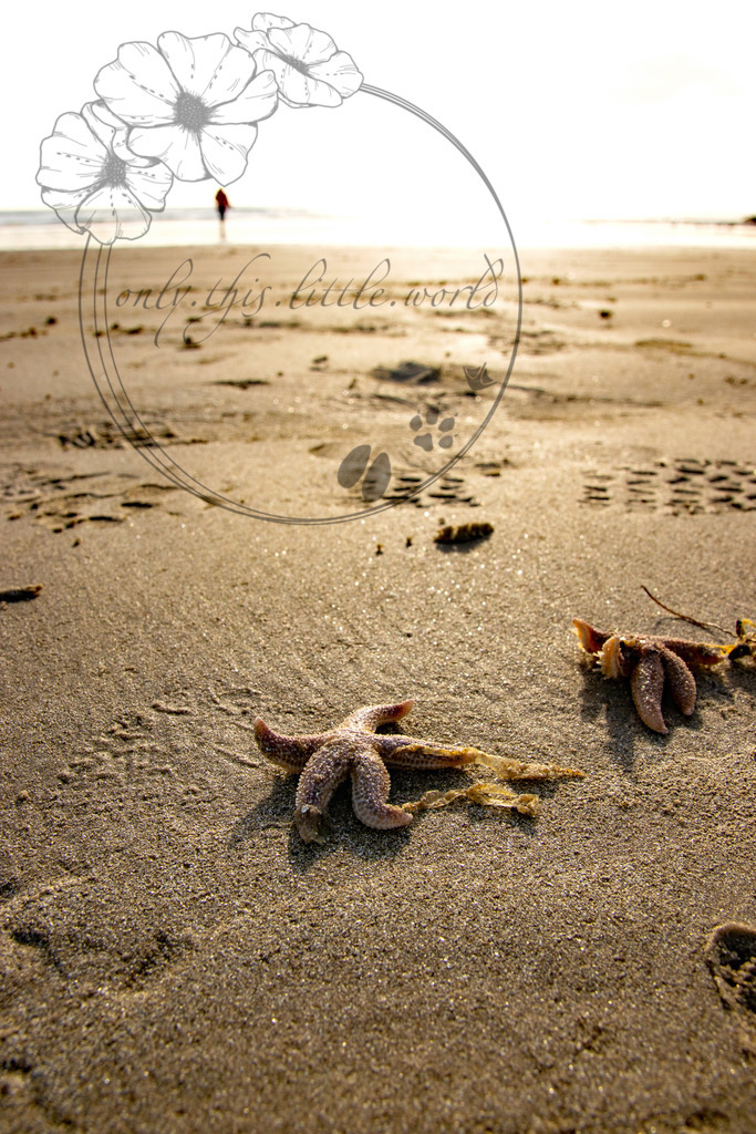 IMG_5113 | only.this.little.world - Realisiert mit Pictrs.com