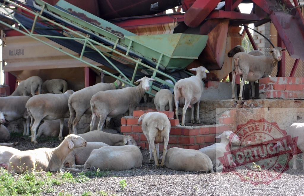 Livestock farming integrating sheep with industrial machinery | Flock of sheep resting and moving around industrial farm equipment - Realized with Pictrs.com