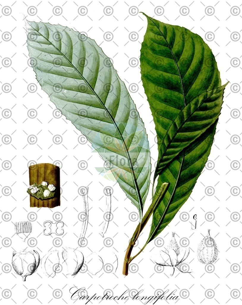 HistAbb_wfo-0000588380_1_ENZY_Simple | Historische Abbildung von Carpotroche longifolia - Achariaceae | Historical Illustration of Carpotroche longifolia - Achariaceae