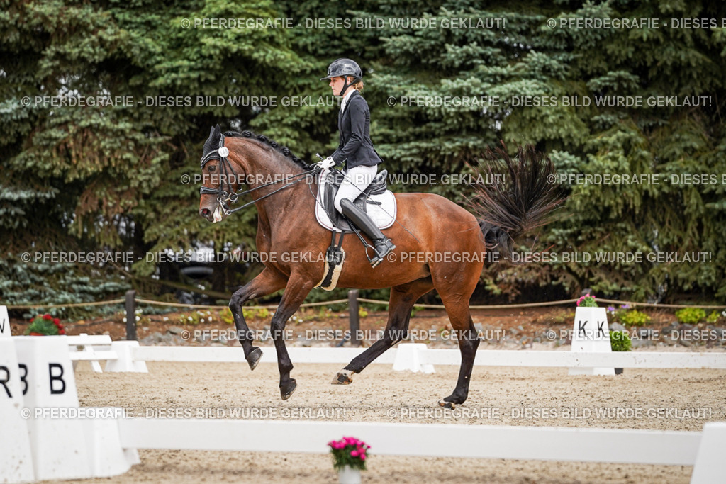 DSC04531 | Pferdegrafie