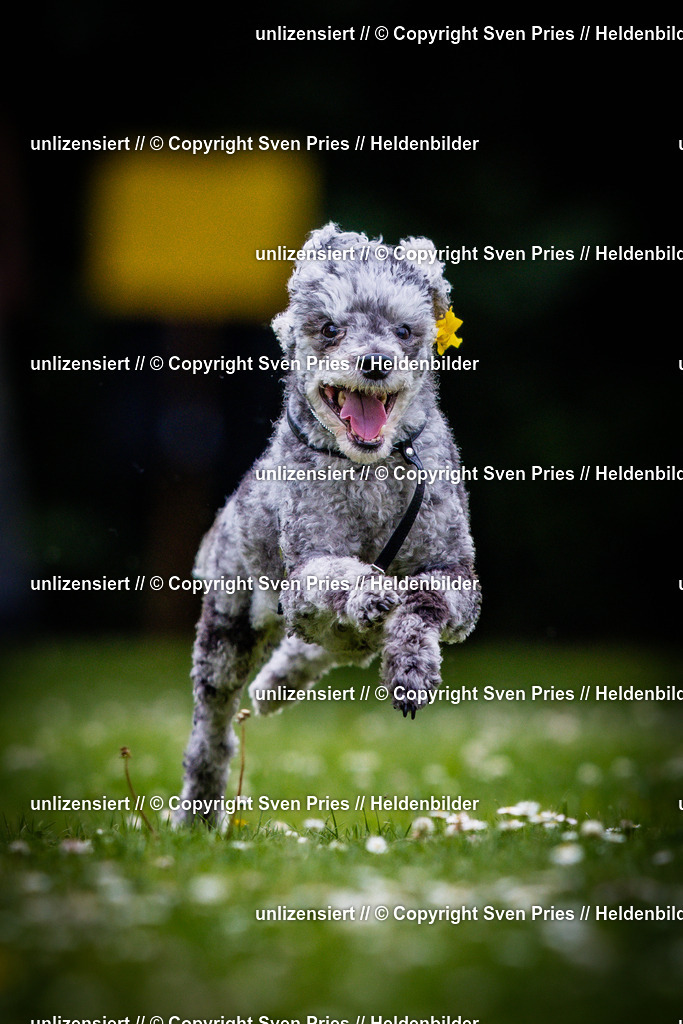 Sven Pries | 2025-05-29 - Pudelrennen KA-Durlach - Realisiert mit Pictrs.com