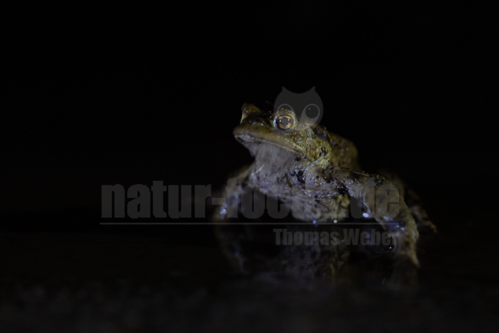 R5NF0544-20230323 | Die Erdkröte ist ein häufiger und im paläarktischen Raum weit verbreiteter Froschlurch aus der Gattung der Echten Kröten innerhalb der Familie der Kröten. Wikipedia - Realisiert mit Pictrs.com