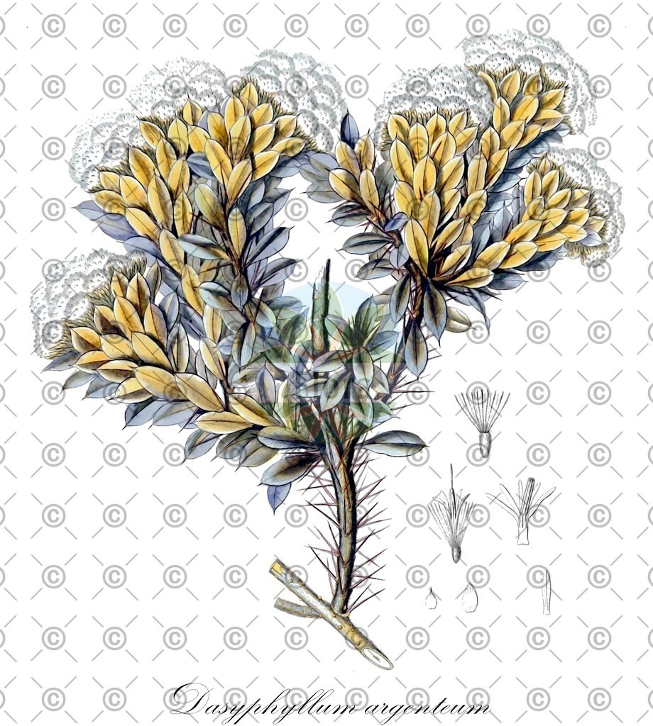 HistAbb_wfo-0000862262_1_ENZY_Simple | Historische Abbildung von Dasyphyllum argenteum - Asteraceae | Historical Illustration of Dasyphyllum argenteum - Asteraceae