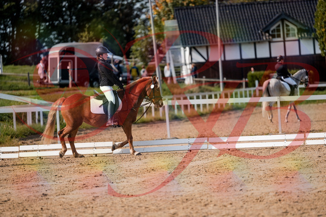 2026_10_03_Siefer-Hof_122036_Z63_43466602 | Professionelle Reitsport-, Turnier- und Eventfotografie von Robert Broda. Galerien mit ausgewählten und bearbeiteten Bildern direkt online ansehen und bestellen.