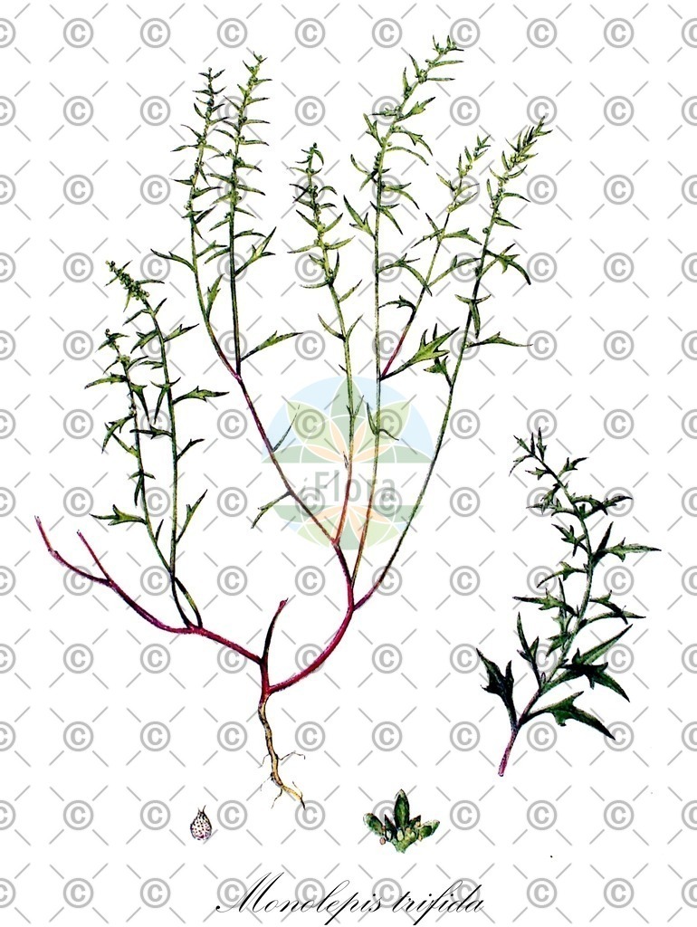 HistAbb_wfo-0001250496_2_ENZY_Simple | Historische Abbildung von Monolepis trifida - | Historical Illustration of Monolepis trifida - 