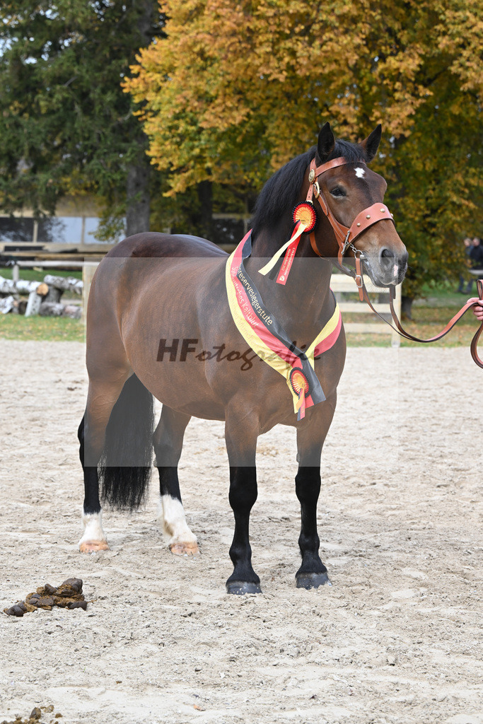 Kat-Nr. 76 Pipa_Gasteiger_53223636 | hf-fotografie - Realisiert mit Pictrs.com