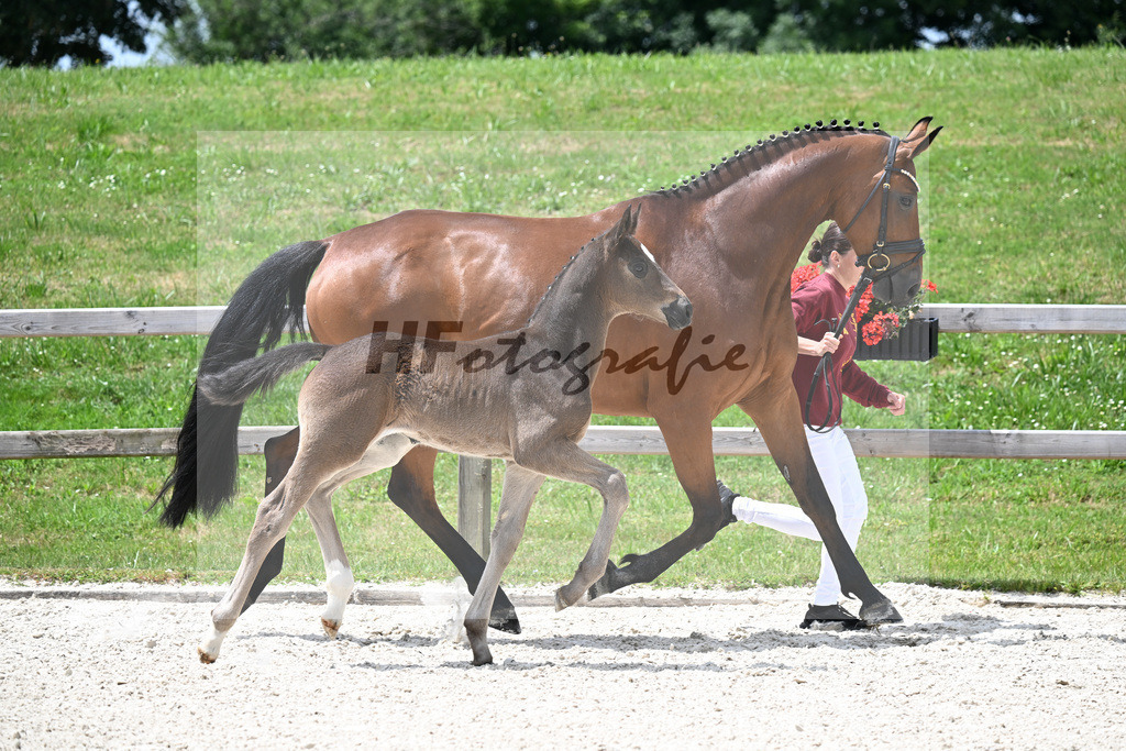 Kat-Nr. 26 St. Schufro x Fuerst Romancier_SF_Gestuet Greim_15250604 | hf-fotografie - Realisiert mit Pictrs.com