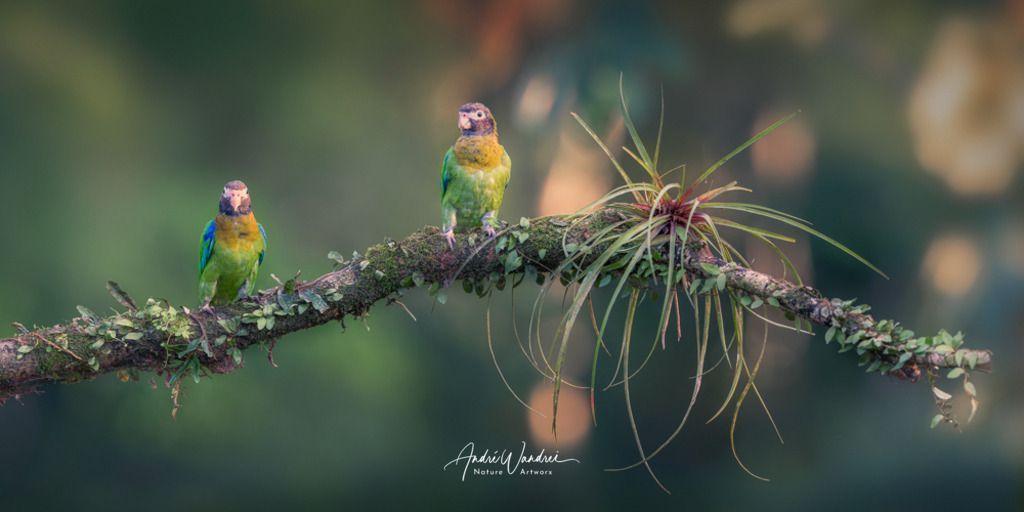 Zwei gefiederte Freunde | Andre Wandrei - Nature Artworx - Realisiert mit Pictrs.com