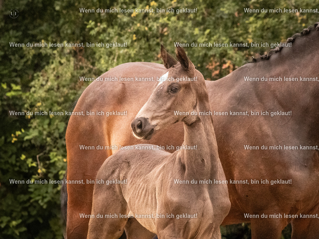 A10I1223 | photographylinaismer - Realisiert mit Pictrs.com