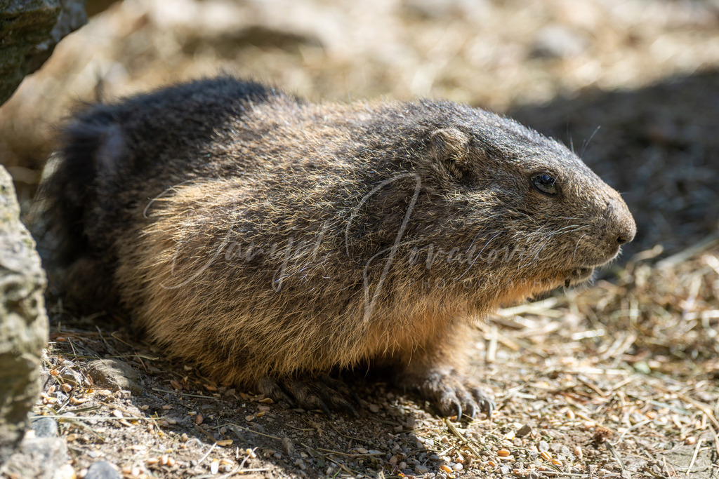 Murmeltier | Ein Murmeltier in den Bergen