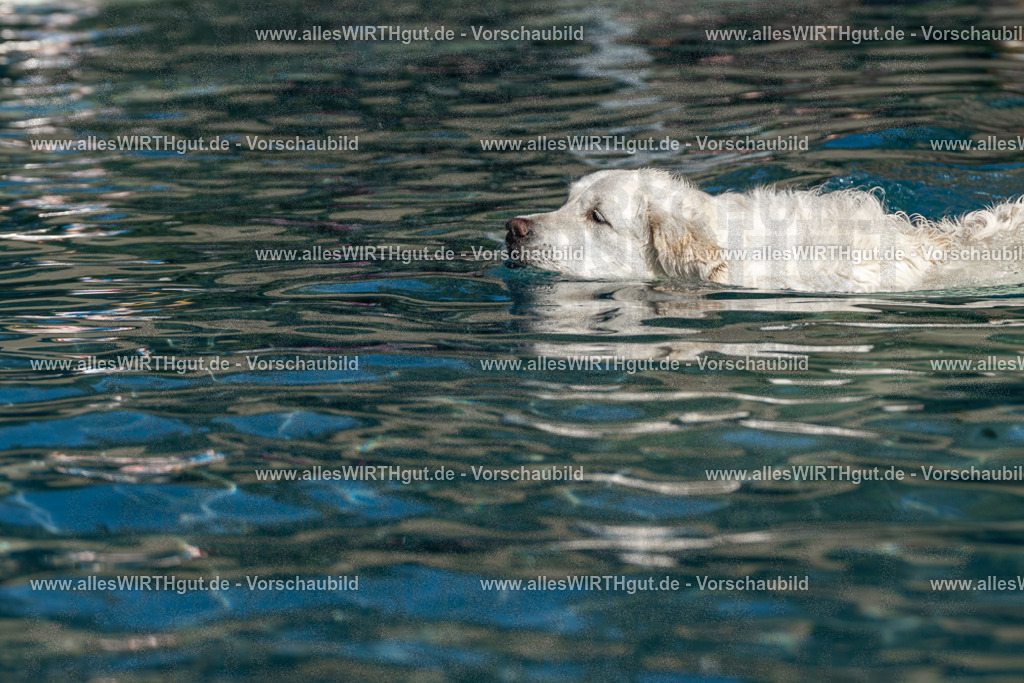 Hundeschwimmen_Volksbad_2026-allesWIRTHgut_Tierfotografie-2609061102-FAY06105 | Professionelle Tierfotografie in Mönchengladbach von Daniel Wirth (allesWIRTHgut). Liebevolle & natürliche Bilder von Hunden & Katzen für unvergessliche Erinnerungen.