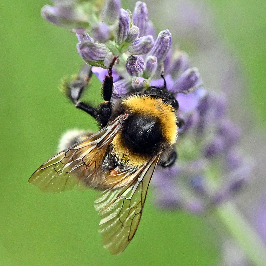 Gartenhummel01q | lucisnaturbilder - Realisiert mit Pictrs.com
