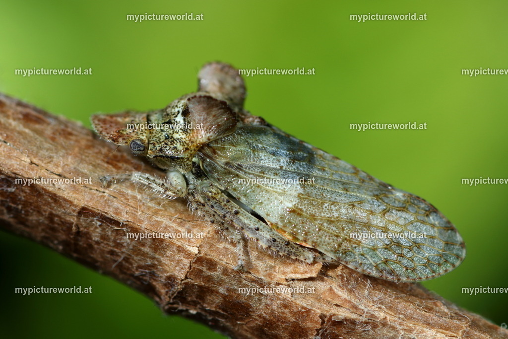Ledra aurita-007 | Das Bilderarchiv über Tiere, Planzen und Landschaften. In der Bilddatenbank finden Sie ein große Auswahl an hochwertigen Bilder für Ihre Werbung - Realized with Pictrs.com