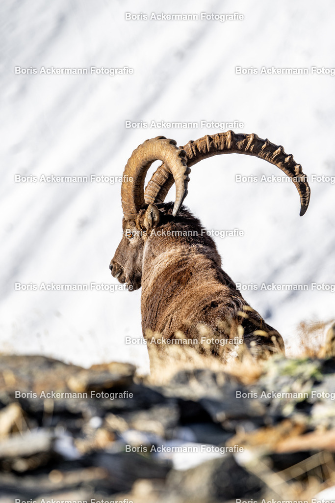 148A4891 | FineArtPrint, Hahnemühle, FeeGalerie, Fee Galerie, Fotokunst, Fotografie, Canonphotography, Bergfoto, Matterhorn, Rimpfischhorn, Allalinhorn, Saas-Fee, Wallis, Valais, Switzerland, Bergfotografie