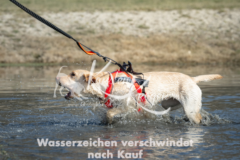 1253_ZZ92440 | kk-dogfotos