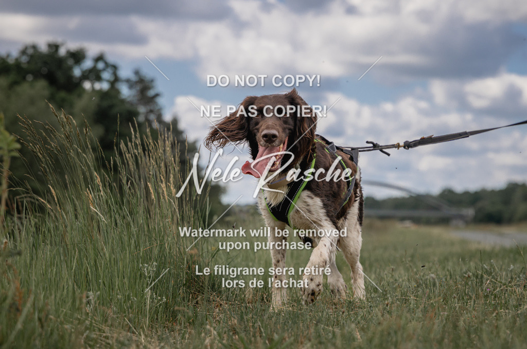nelerasche_BuHu2026_SaCC1100-1200_68 | nelerasche