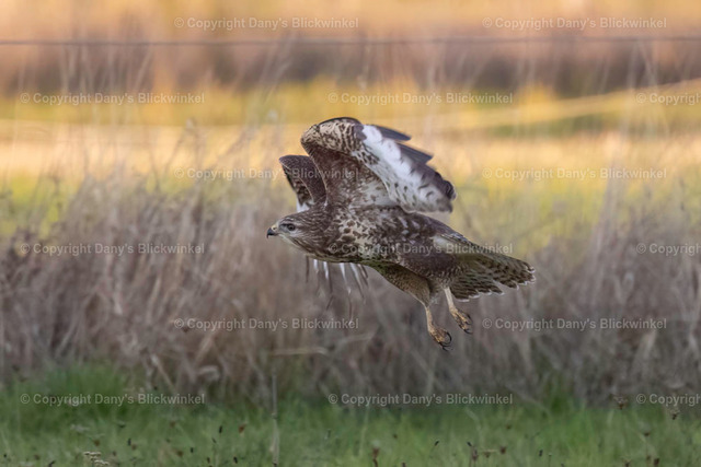 2022184 | Tierfotografie, Tierkalender, Tierbilder, Insekten, Spinnen, Vögel, Schmetterling, Libellen, Leinwand, Colorkey, Qualität, Geschenkartikel, Geschenk - Realisiert mit Pictrs.com
