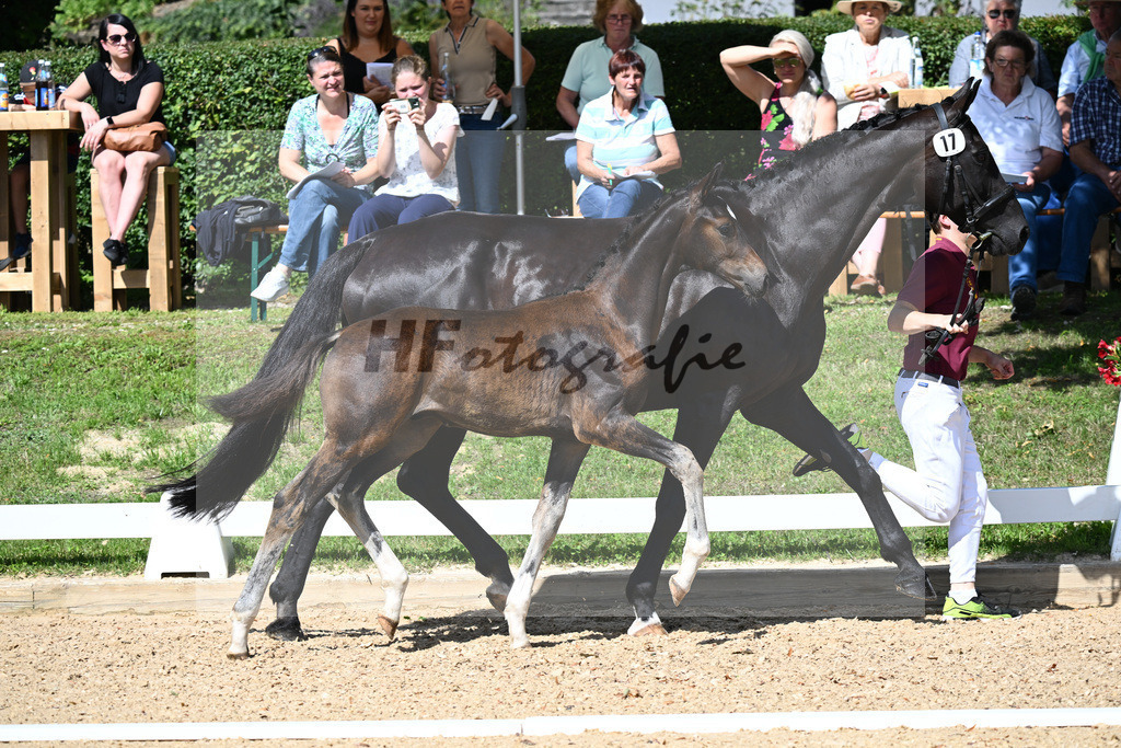 Kat-Nr. 17 HF Floricello x Sir Donnerhall_Zimmermann_27230224 | hf-fotografie - Realisiert mit Pictrs.com