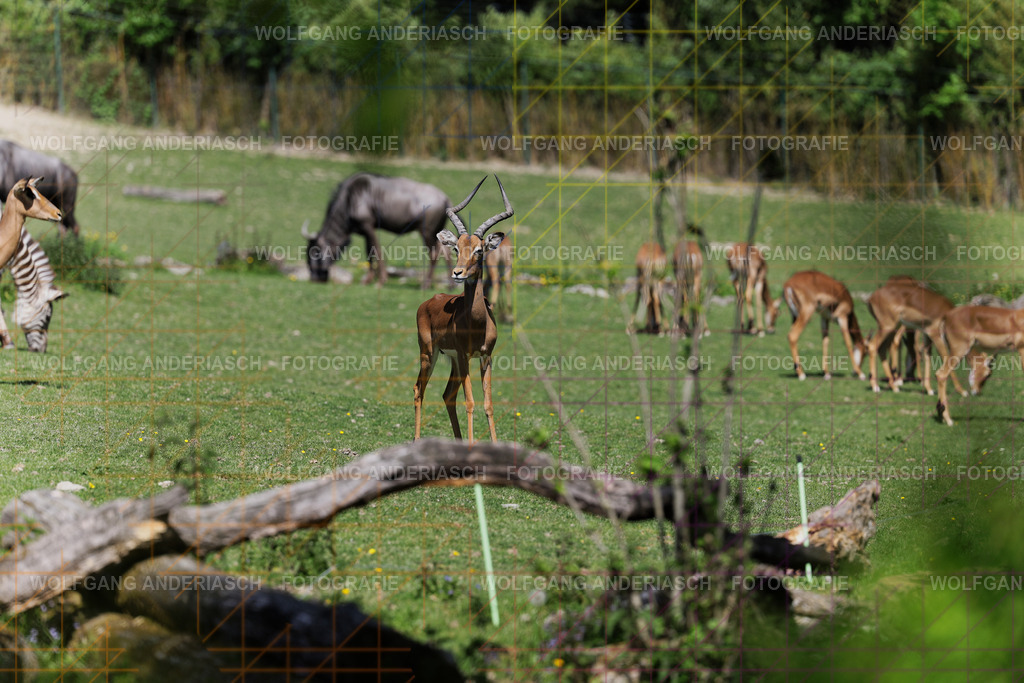 253L1031_wa | Ein stiller Moment im Opel Zoo: Der Blick des Tieres erzählt von Gelassenheit, Präsenz und Nähe. Ungestellt, ruhig und auf Augenhöhe fotografiert – ein Augenblick, der bleibt. - Realisiert mit Pictrs.com