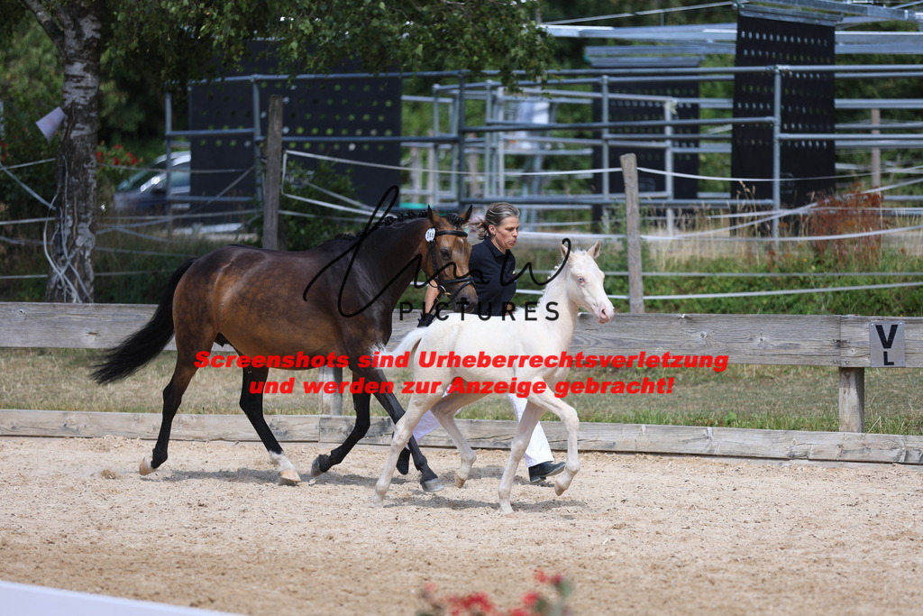 Fohlenschau_Schwäbisch_Hall_Ponys_KN 46_7 | lmwpictures - Realisiert mit Pictrs.com